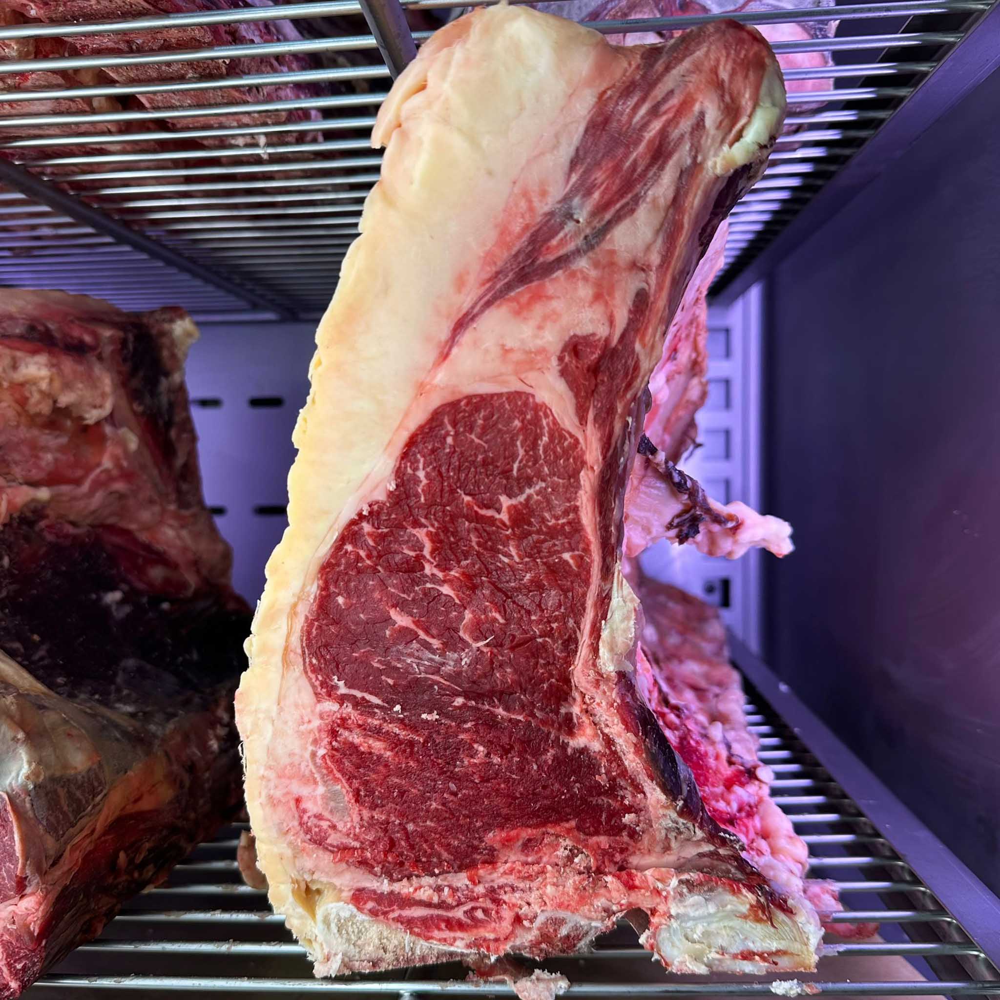costata Hereford