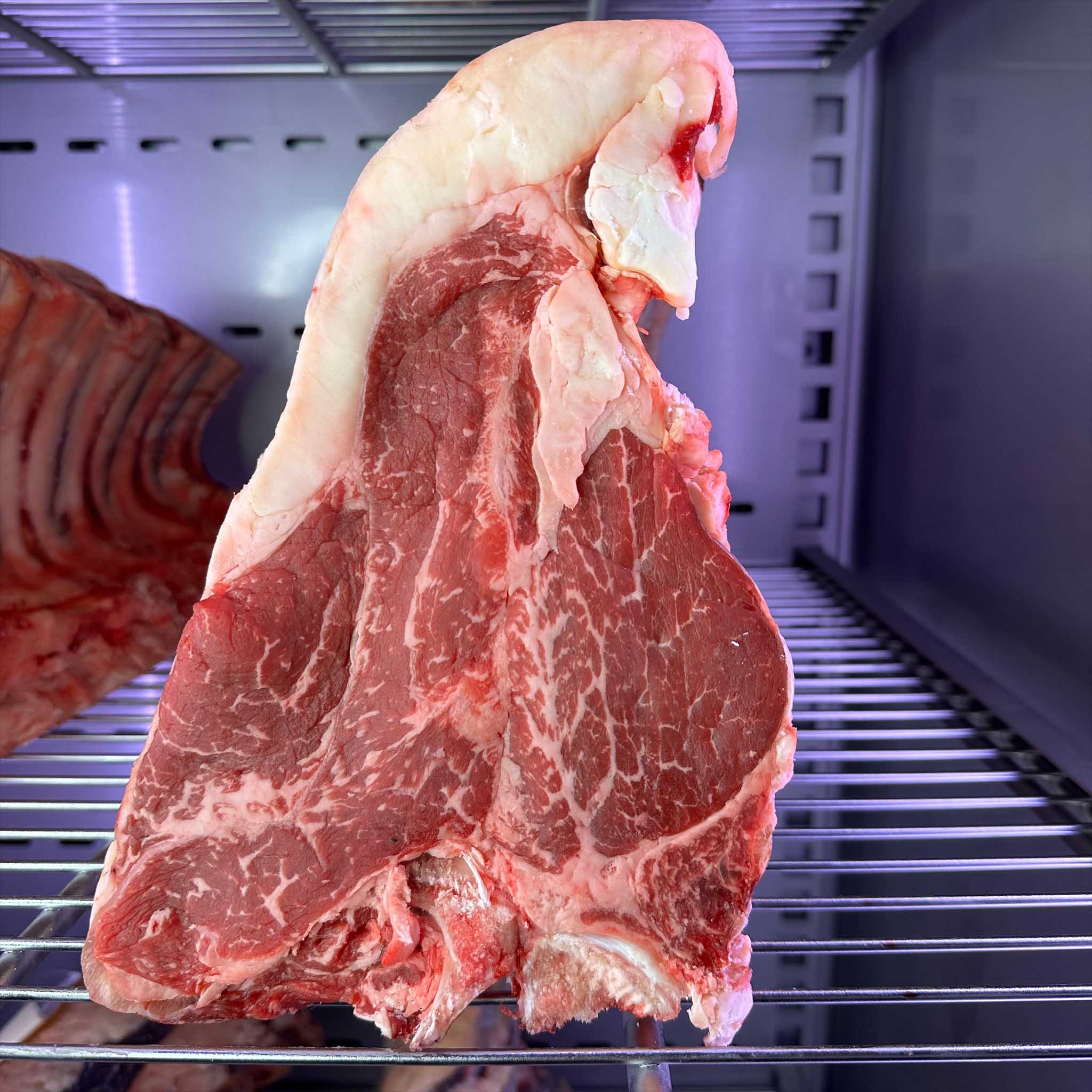 fiorentina red angus